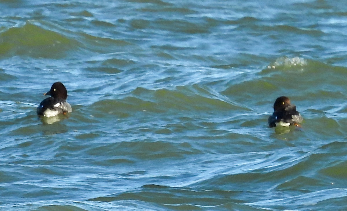 Murgilari urrebegia - ML646756525