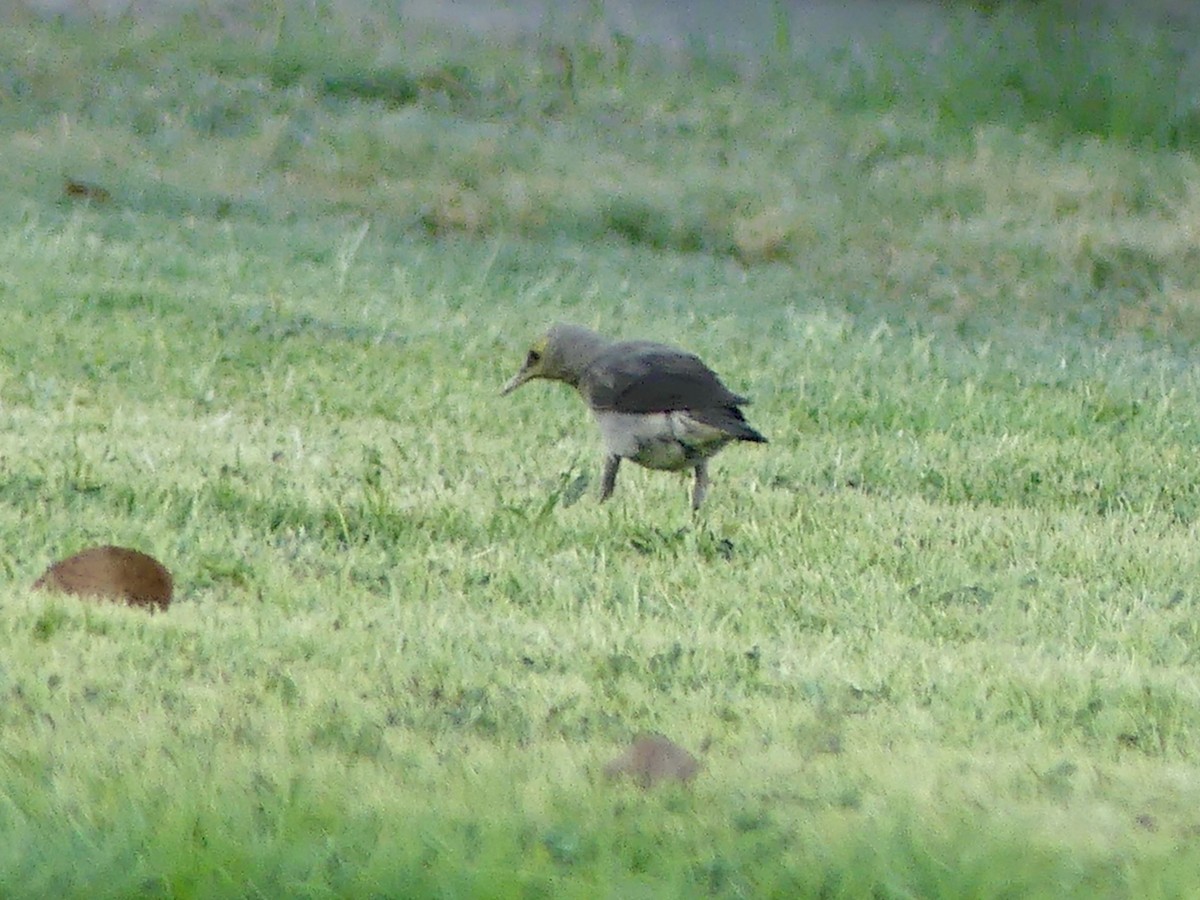 Wattled Starling - ML646756528