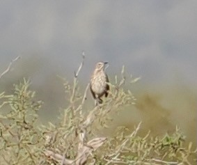 Sage Thrasher - ML646756530