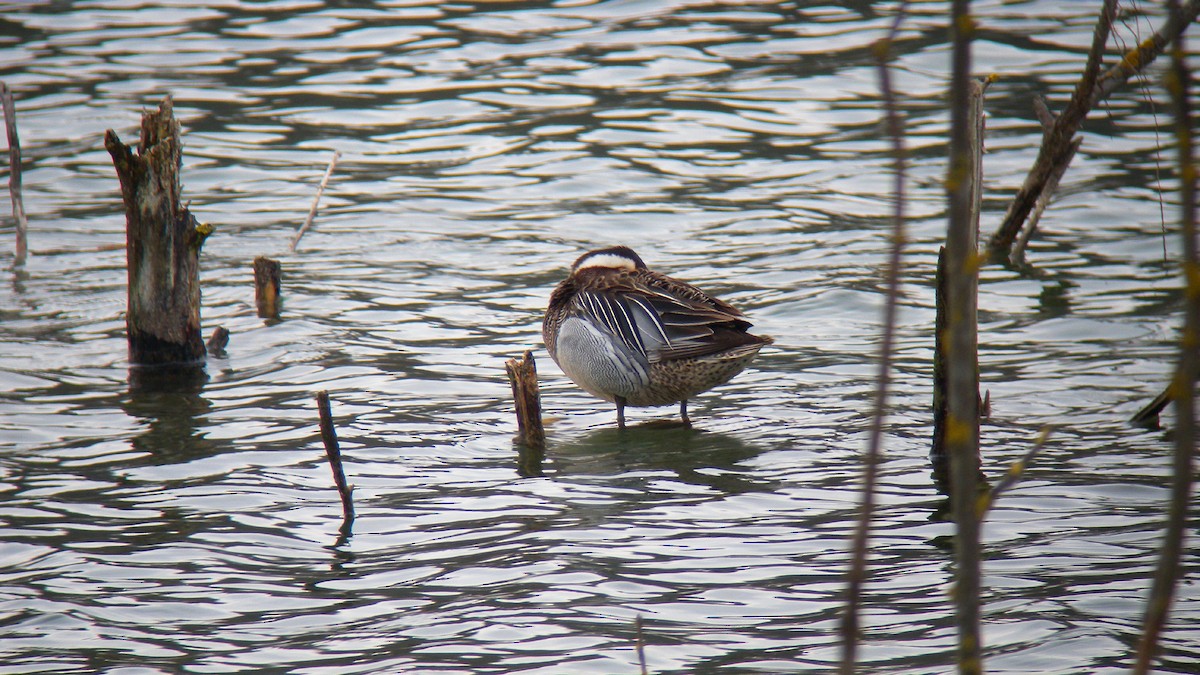 白眉鴨 - ML646756531