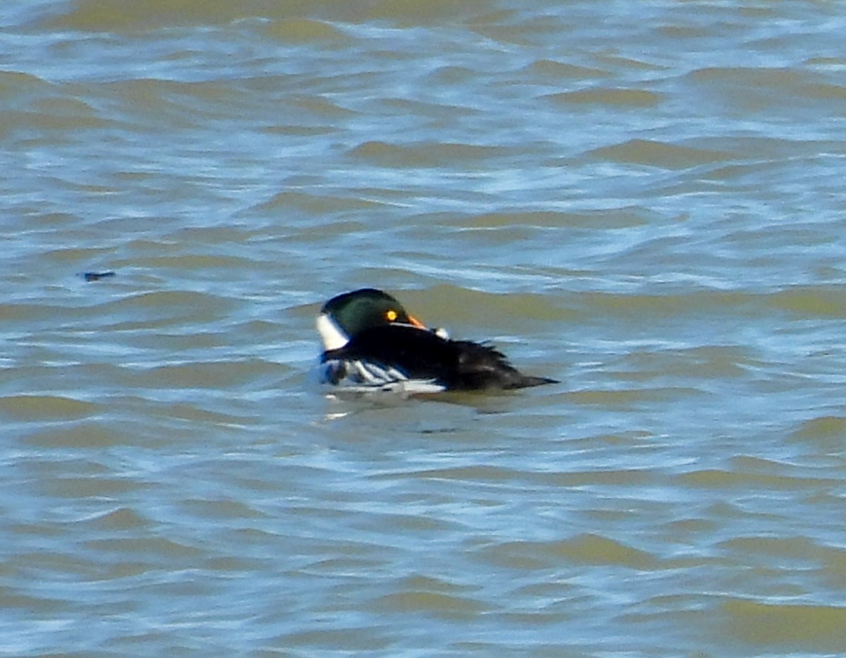 Murgilari urrebegia - ML646756536