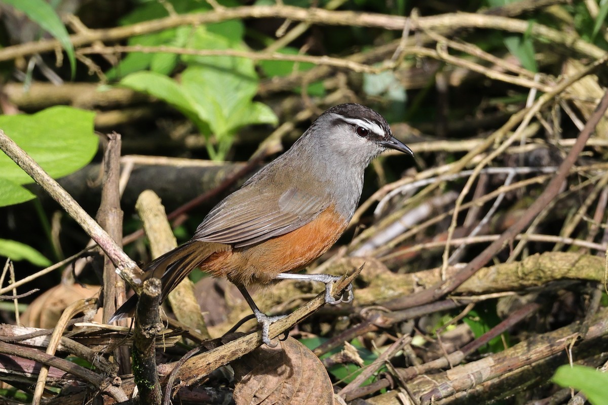 Palani Laughingthrush - ML646756546