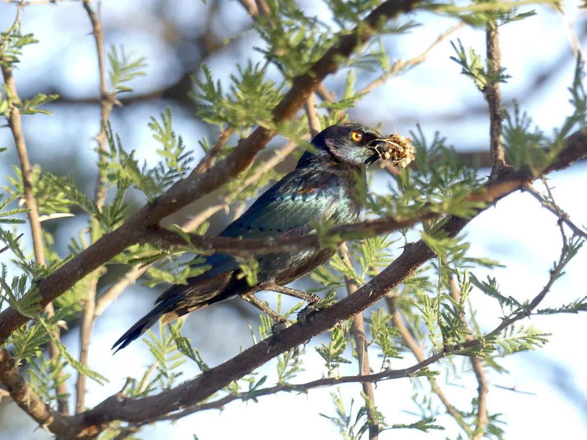 Cape Starling - ML646756547