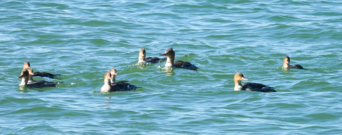 Serreta Mediana - ML646756548