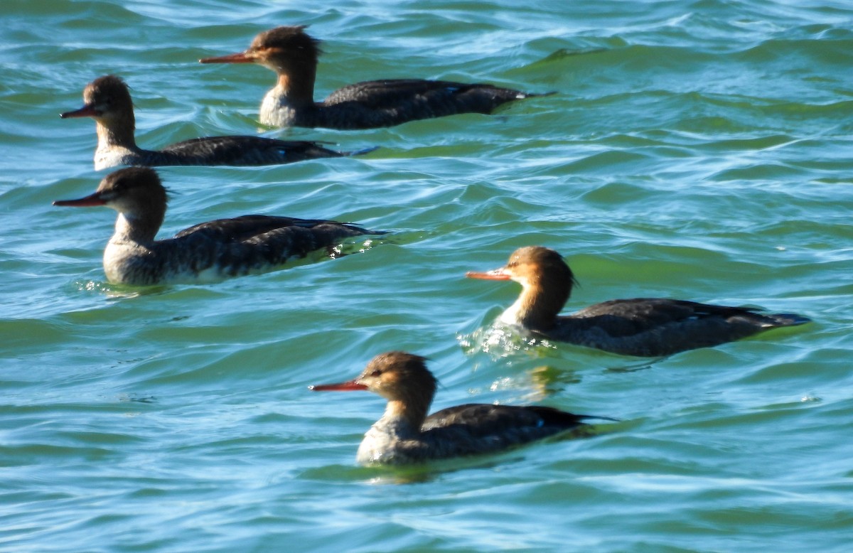 Serreta Mediana - ML646756549