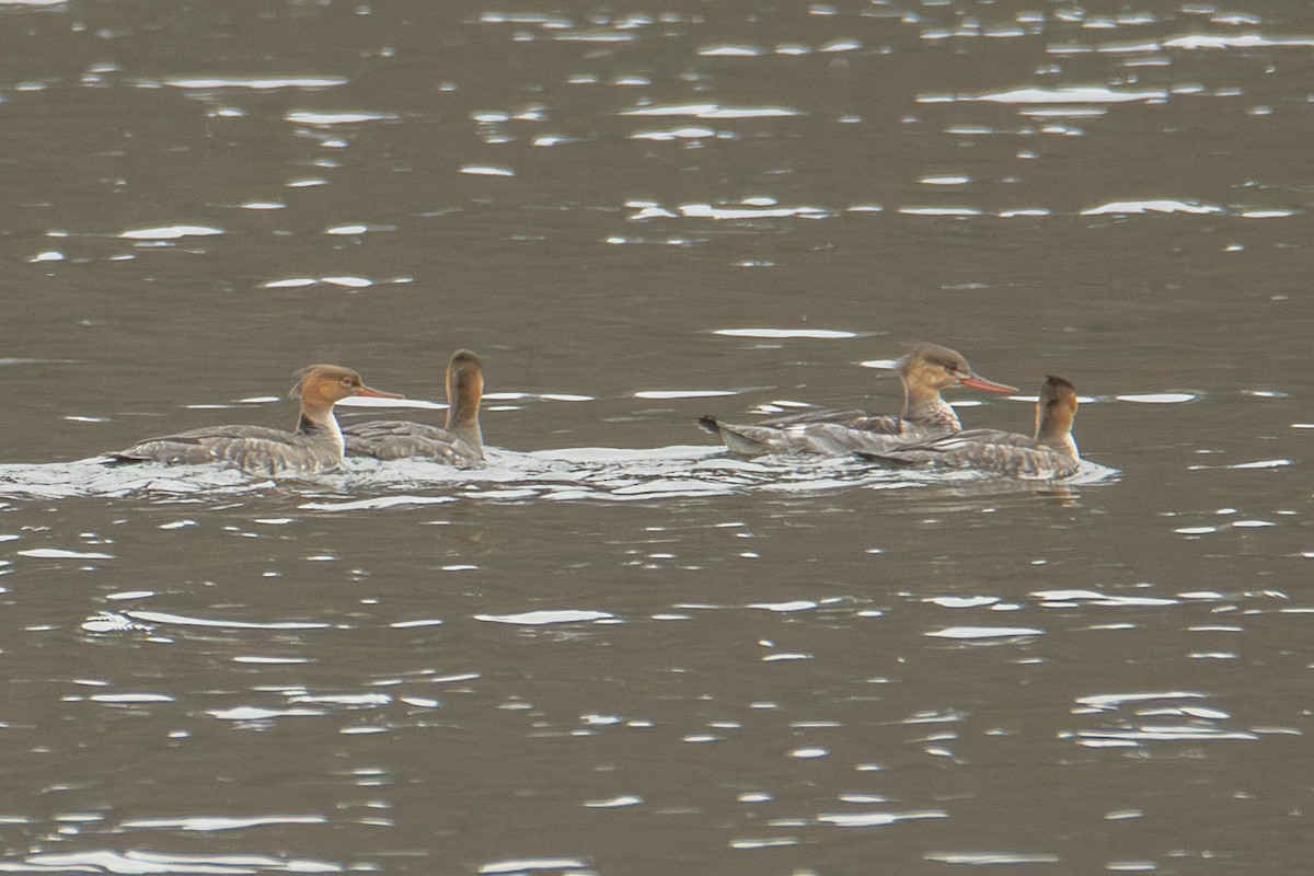 Serreta Mediana - ML646756550