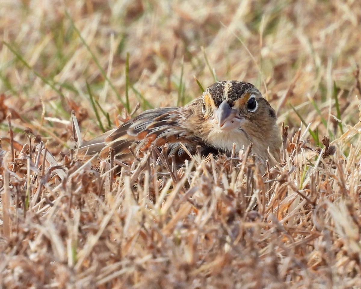 Chingolo Saltamontes - ML646756554