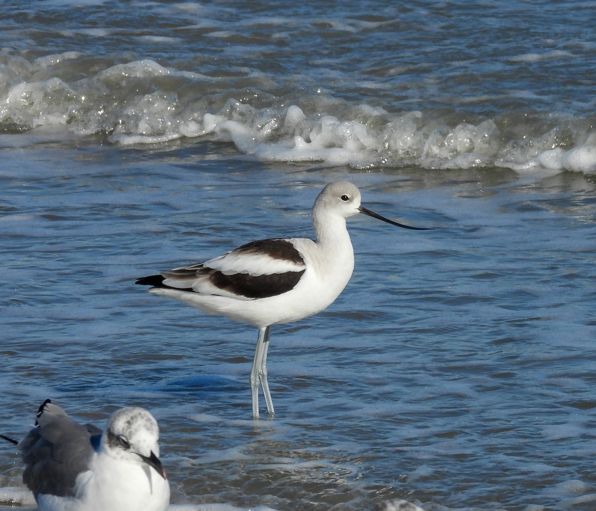 Abozeta laranja - ML646756558