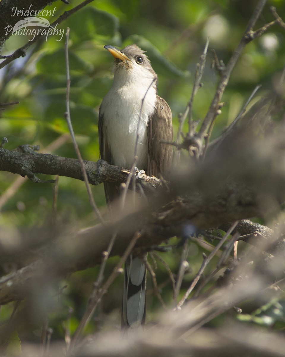 Coulicou à bec jaune - ML646756559