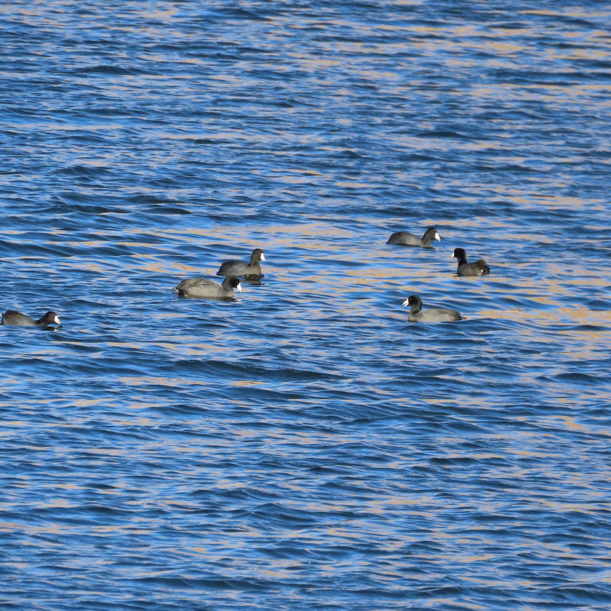 アメリカオオバン - ML646756560