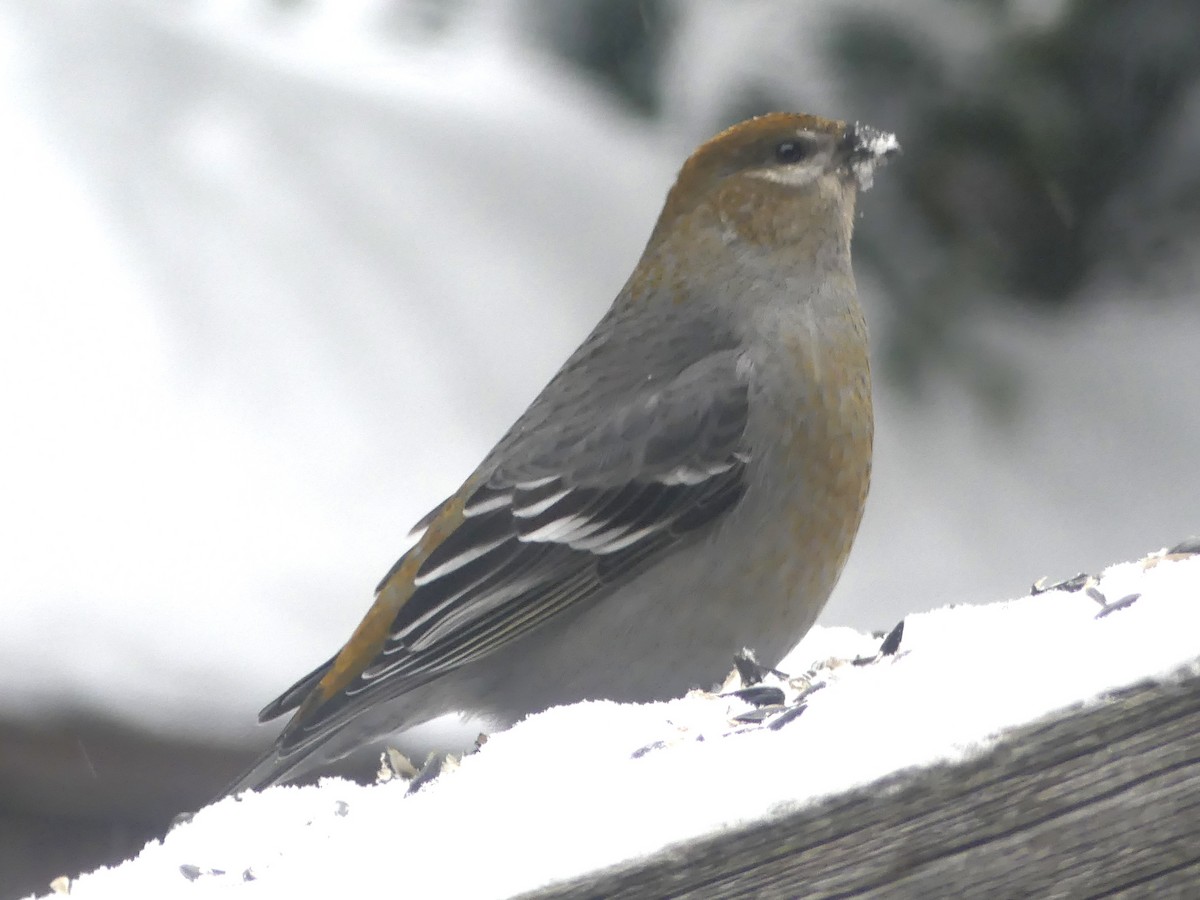 Pine Grosbeak - ML646756561