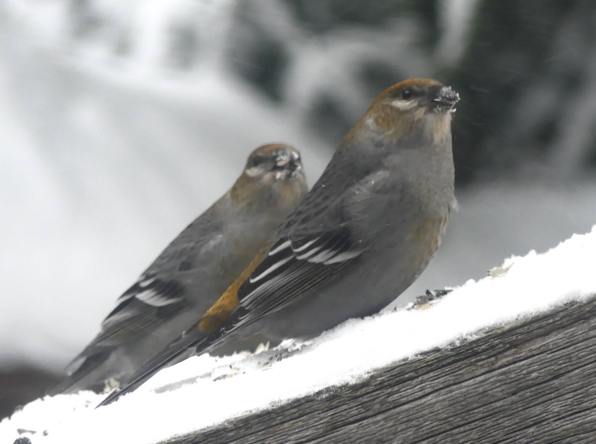 Pine Grosbeak - ML646756562