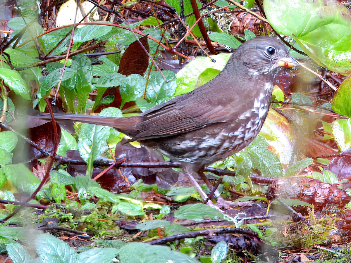 Tilki Renkli Serçe [unalaschcensis grubu] - ML646756563