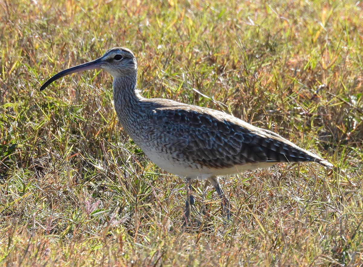 Hudsonian Whimbrel - ML646756564