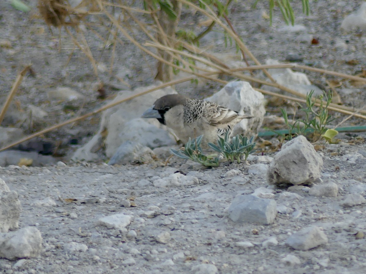 シャカイハタオリ - ML646756565