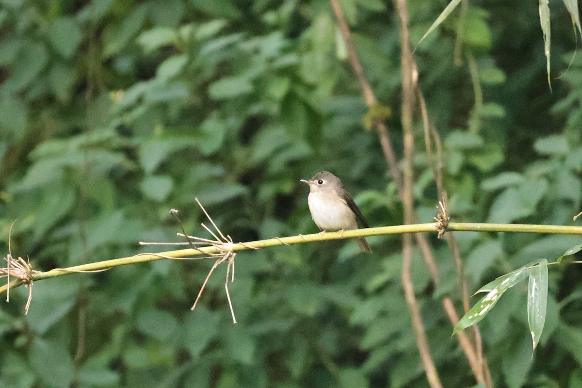 Brown-breasted Flycatcher - ML646756566