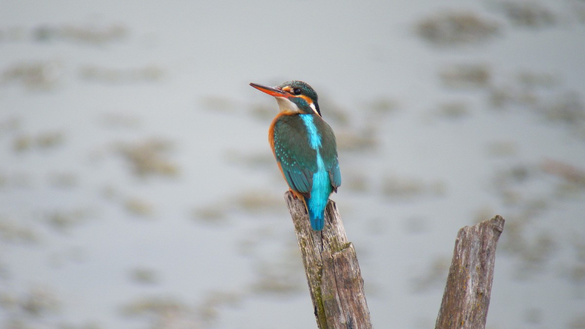 カワセミ - ML646756567