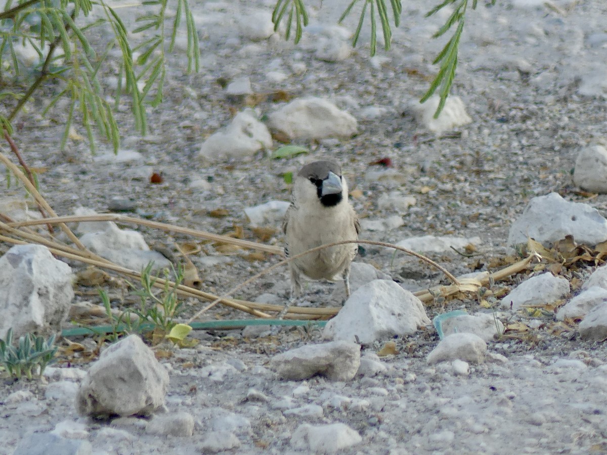 シャカイハタオリ - ML646756568