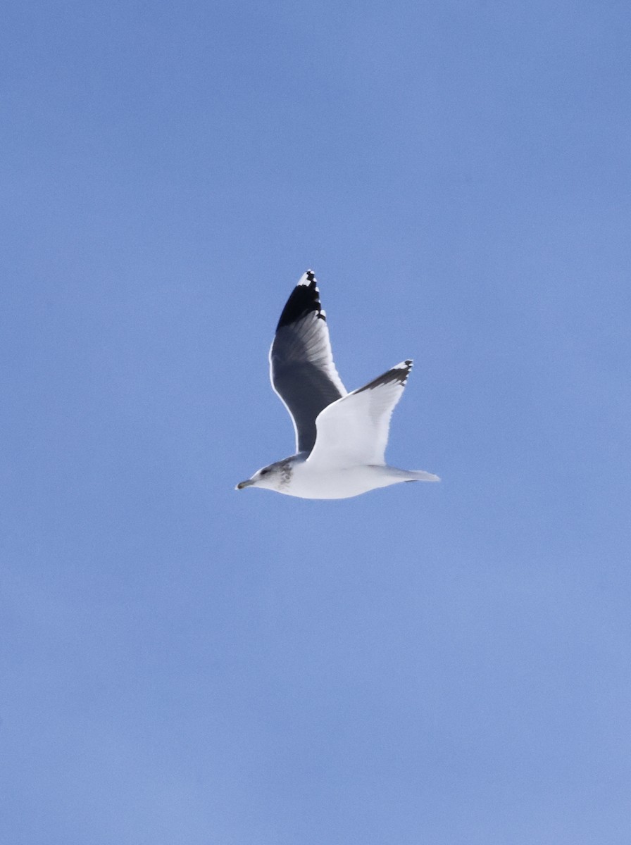 Goéland de Californie - ML646756570