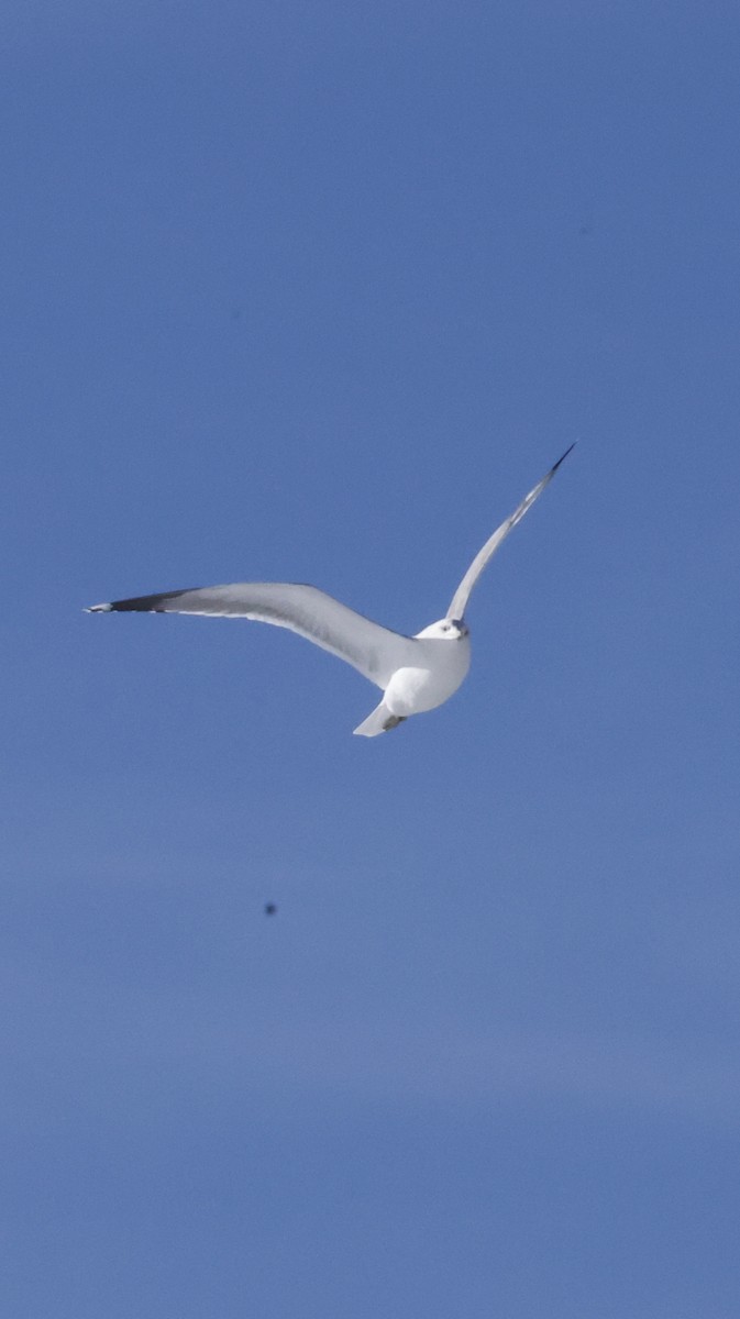 Goéland de Californie - ML646756571