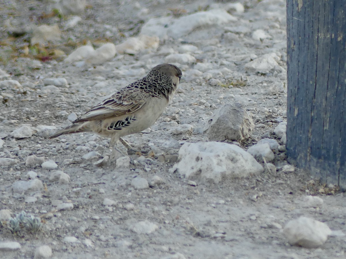 シャカイハタオリ - ML646756572