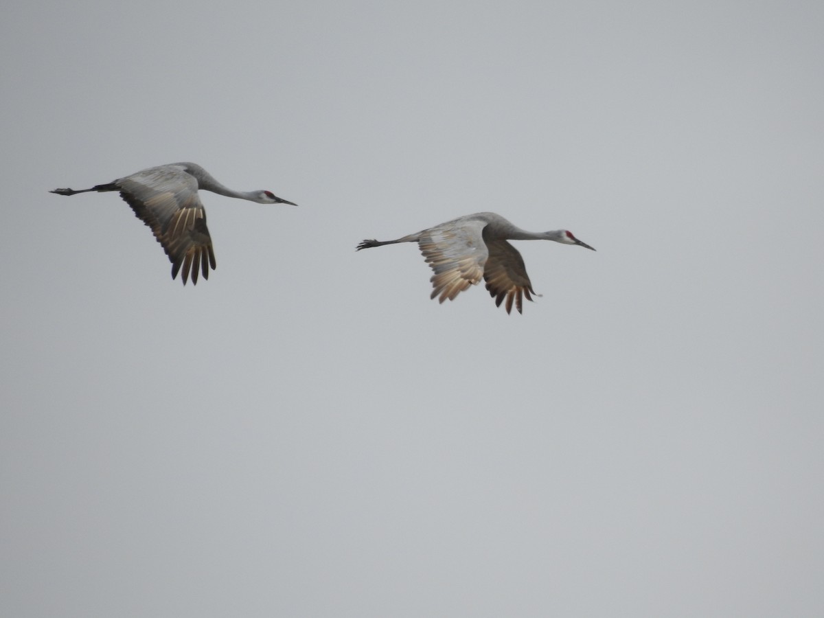 カナダヅル - ML646756573