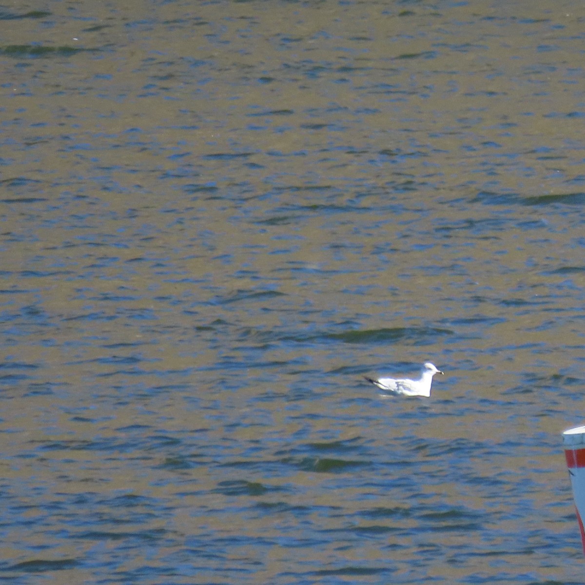 クロワカモメ - ML646756574