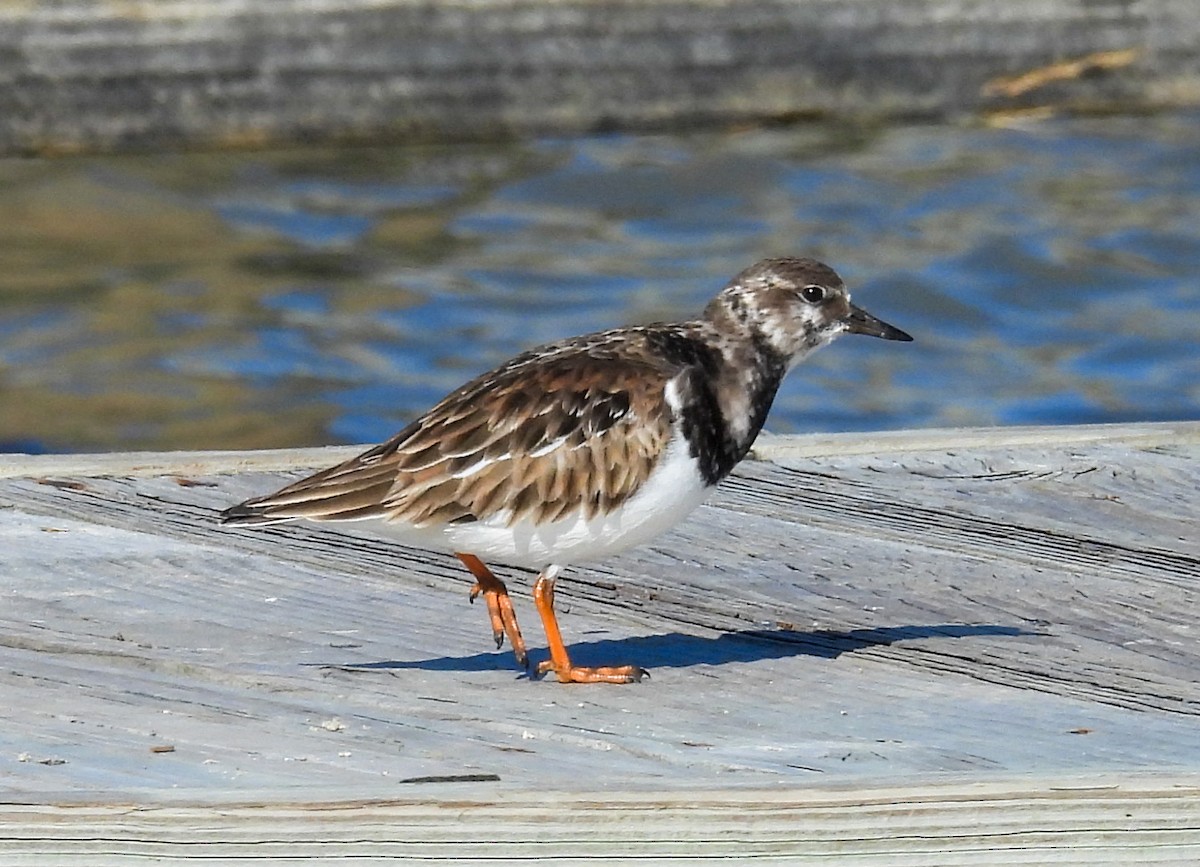 Harri-iraulari arrunta - ML646756575