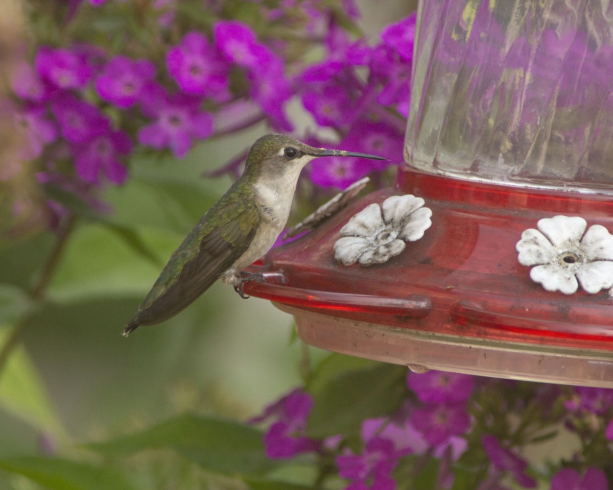 Colibri à gorge rubis - ML646756576