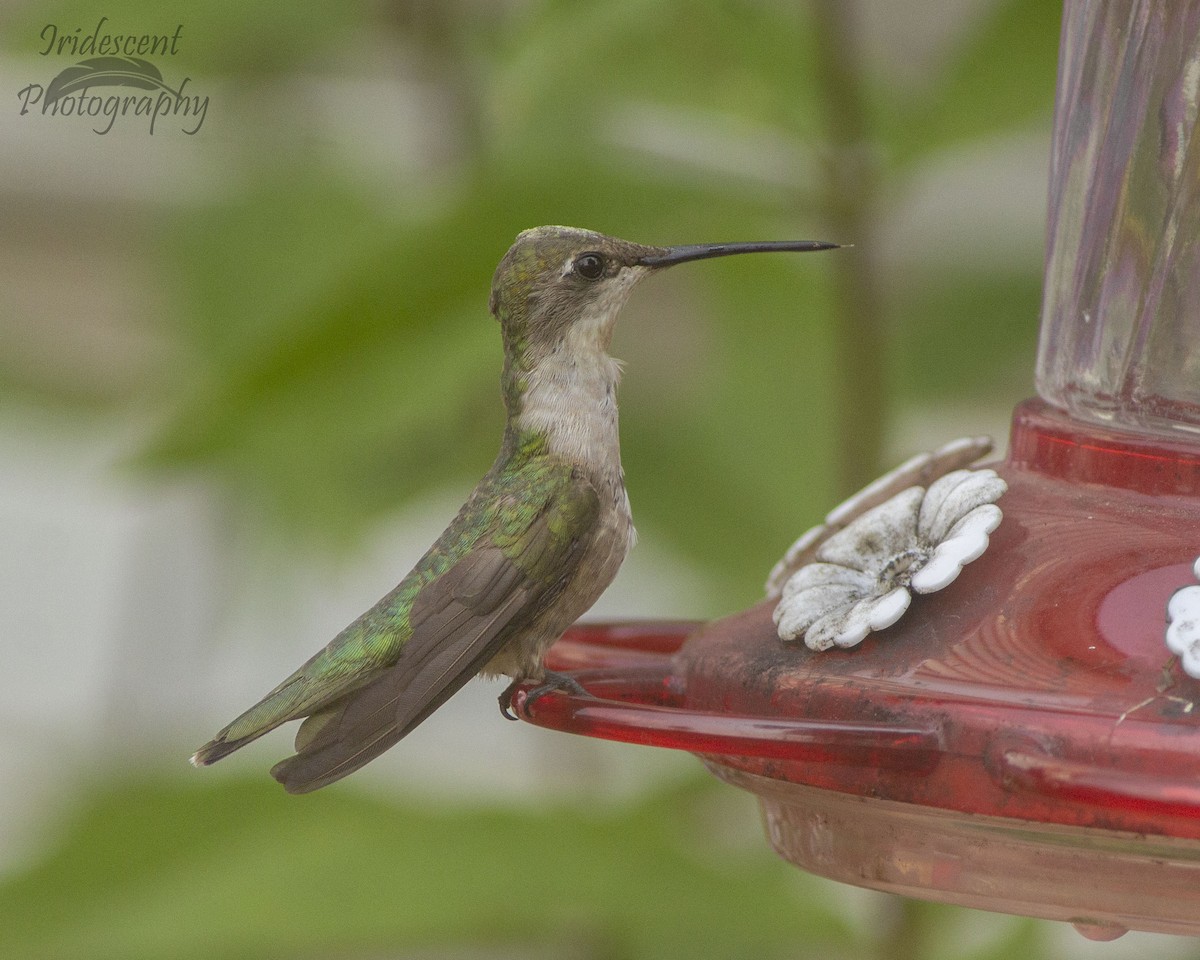 Colibri à gorge rubis - ML646756577