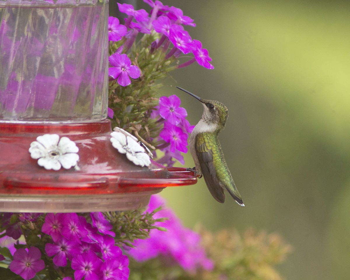 Colibri à gorge rubis - ML646756578