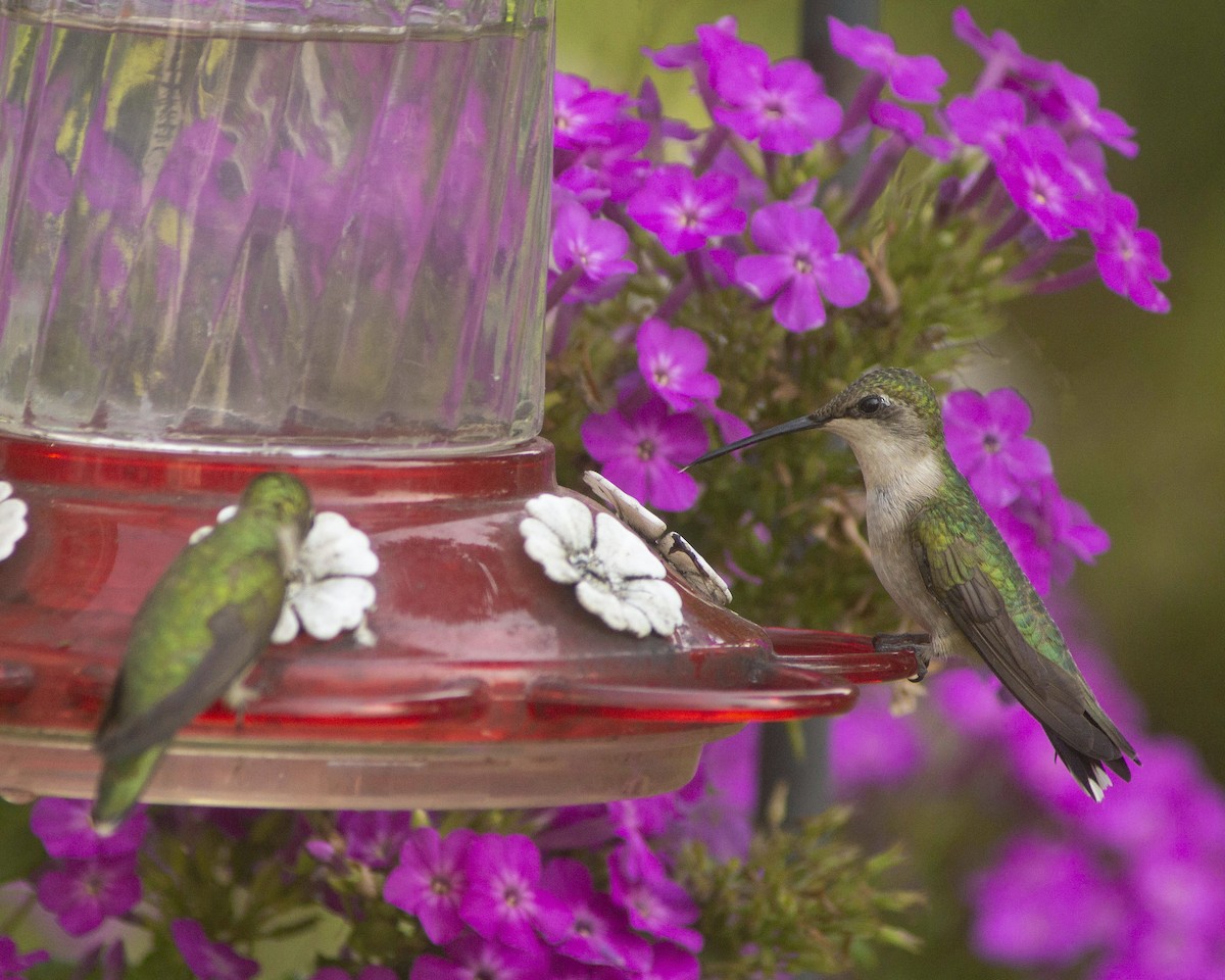 Colibri à gorge rubis - ML646756579