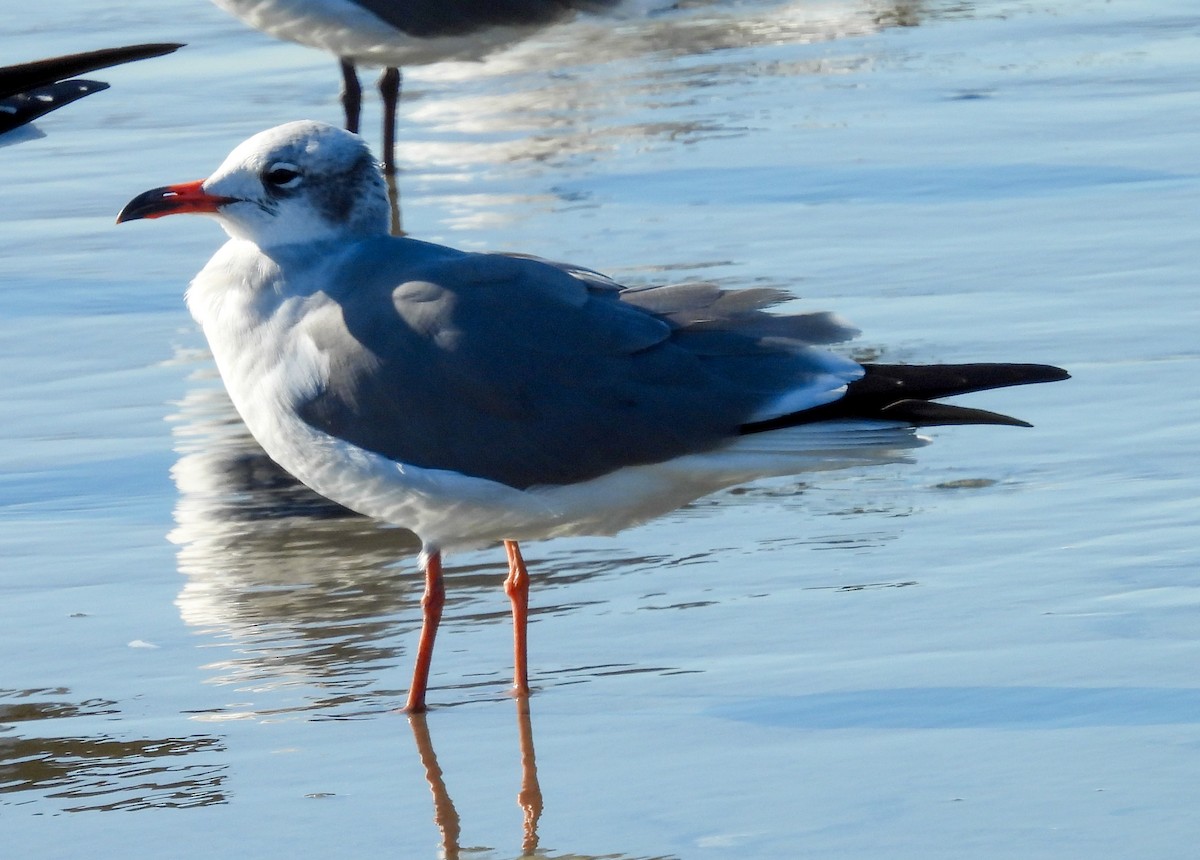 Antxeta mokogorri amerikarra - ML646756580