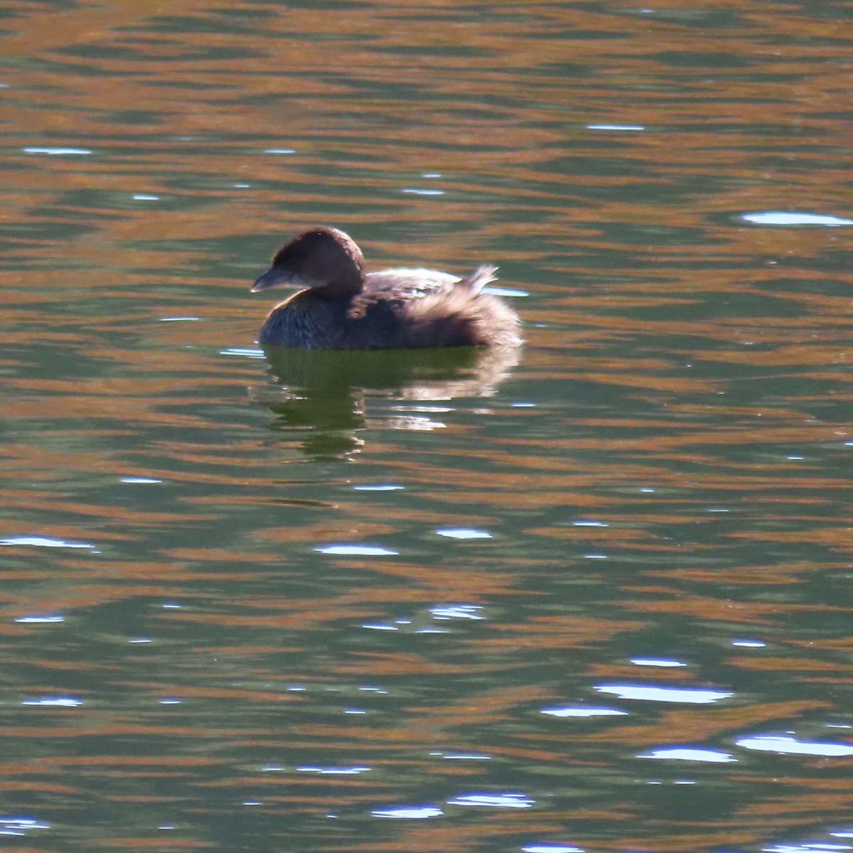 オビハシカイツブリ - ML646756581