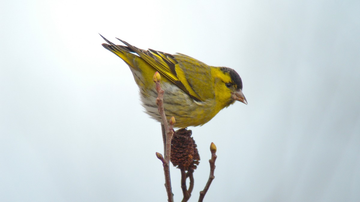 マヒワ - ML646756582