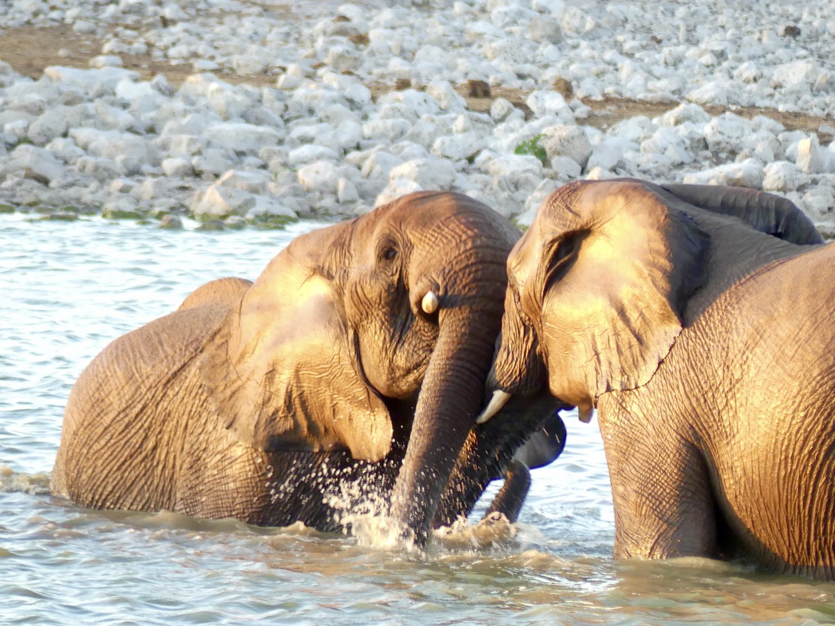 動物界 - ML646756584