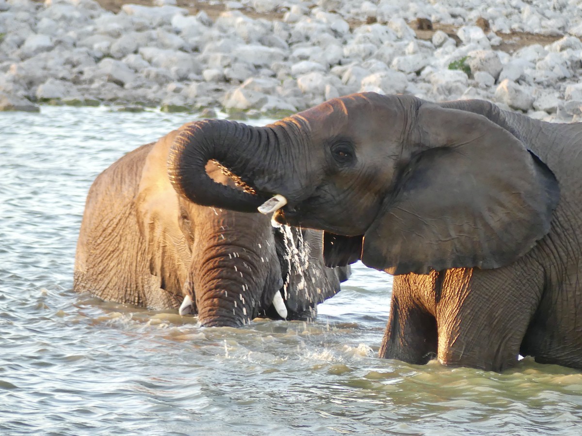 アフリカゾウ - ML646756585