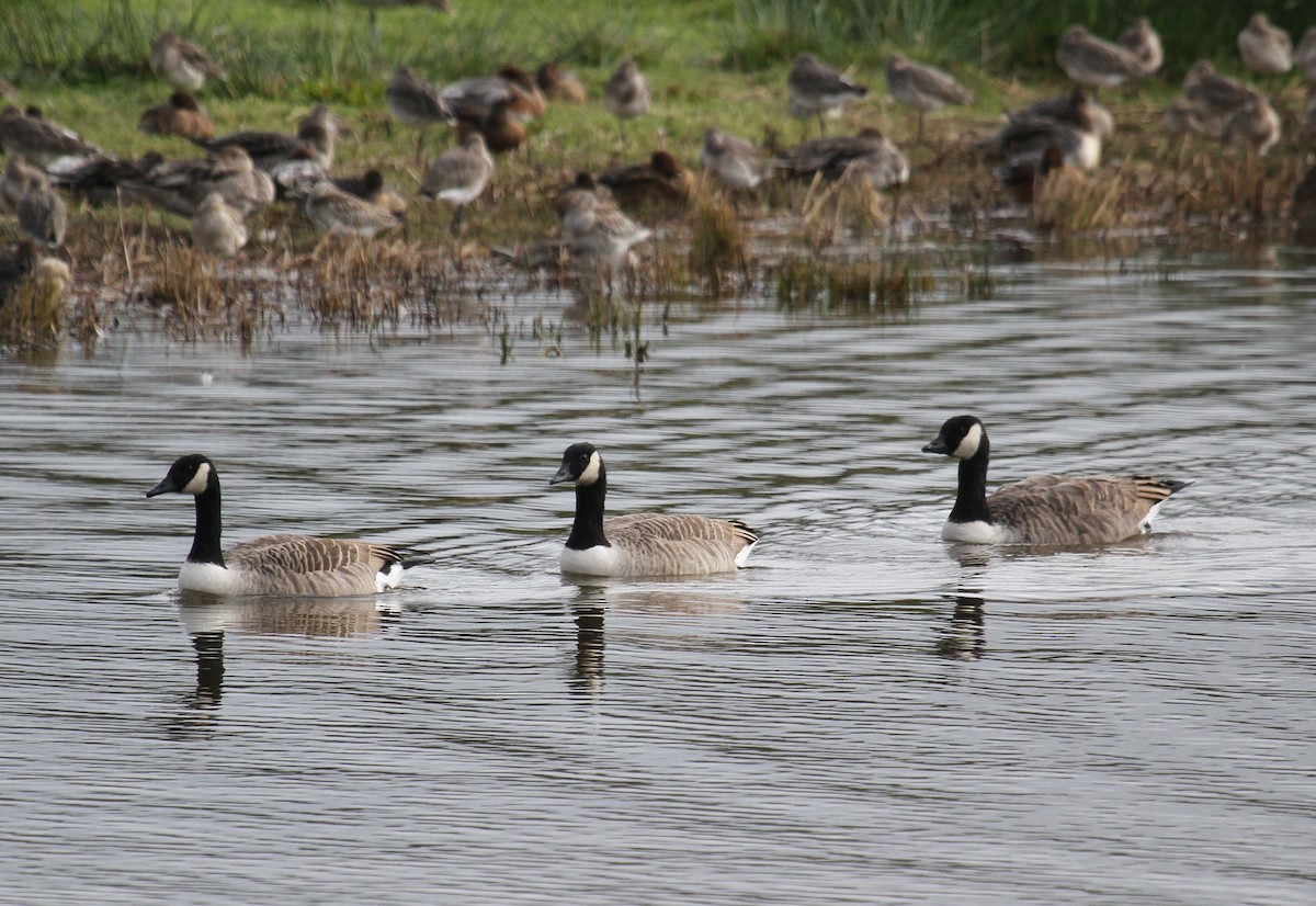 カナダガン - ML646756586