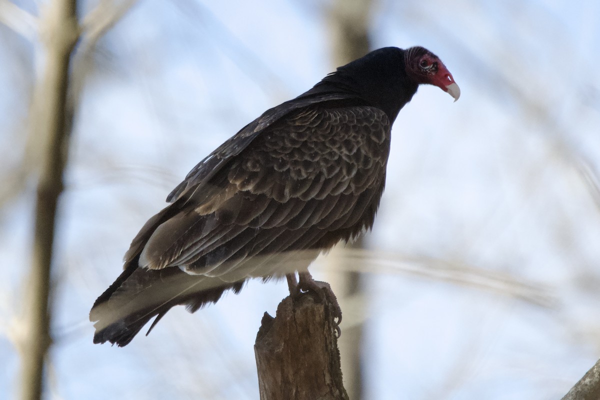 Turkey Vulture - ML646756587