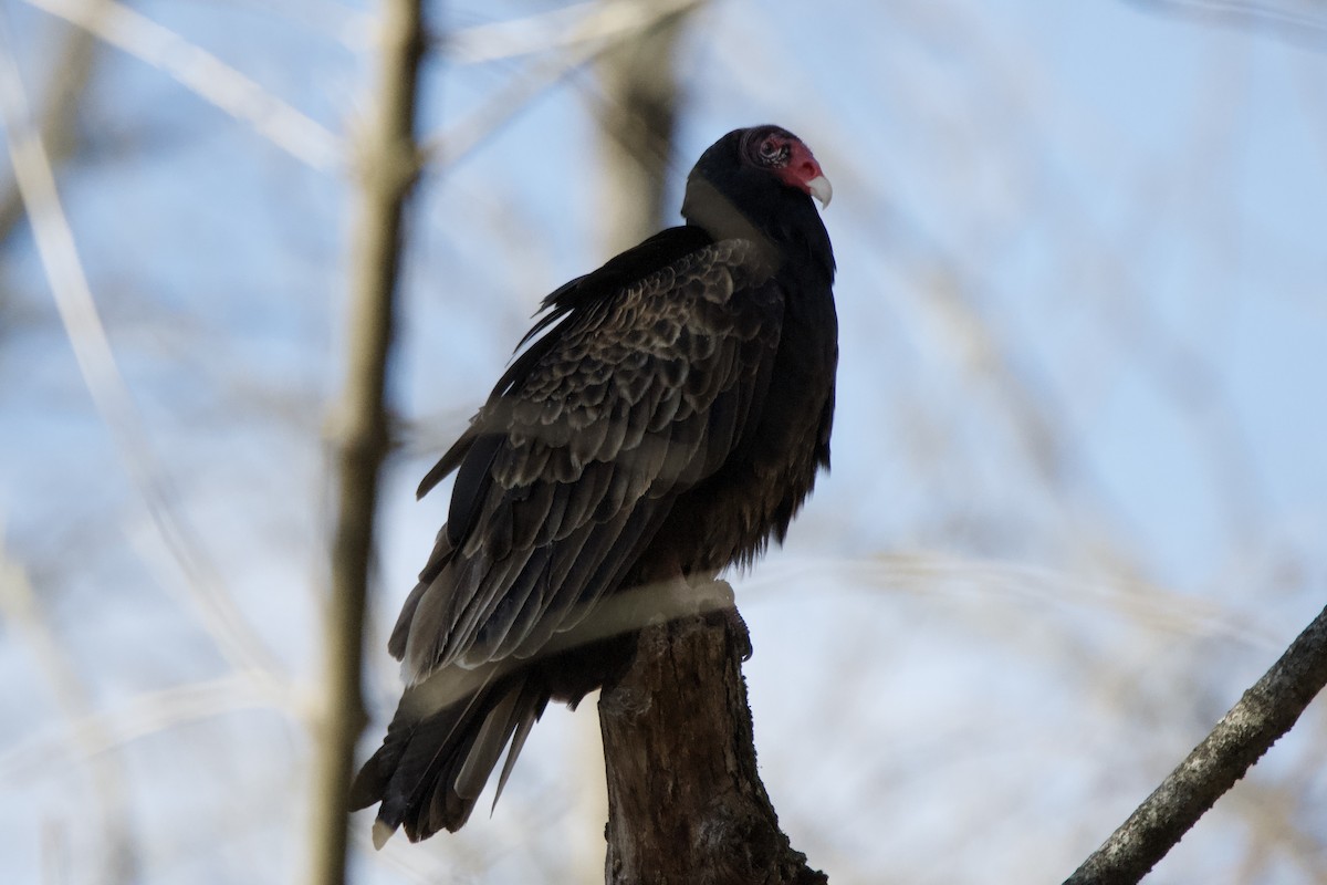 Turkey Vulture - ML646756588