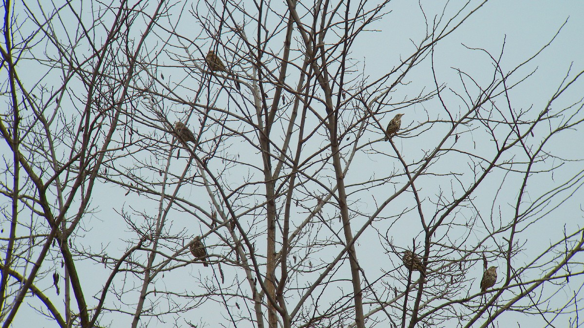 ヤドリギツグミ - ML646756592