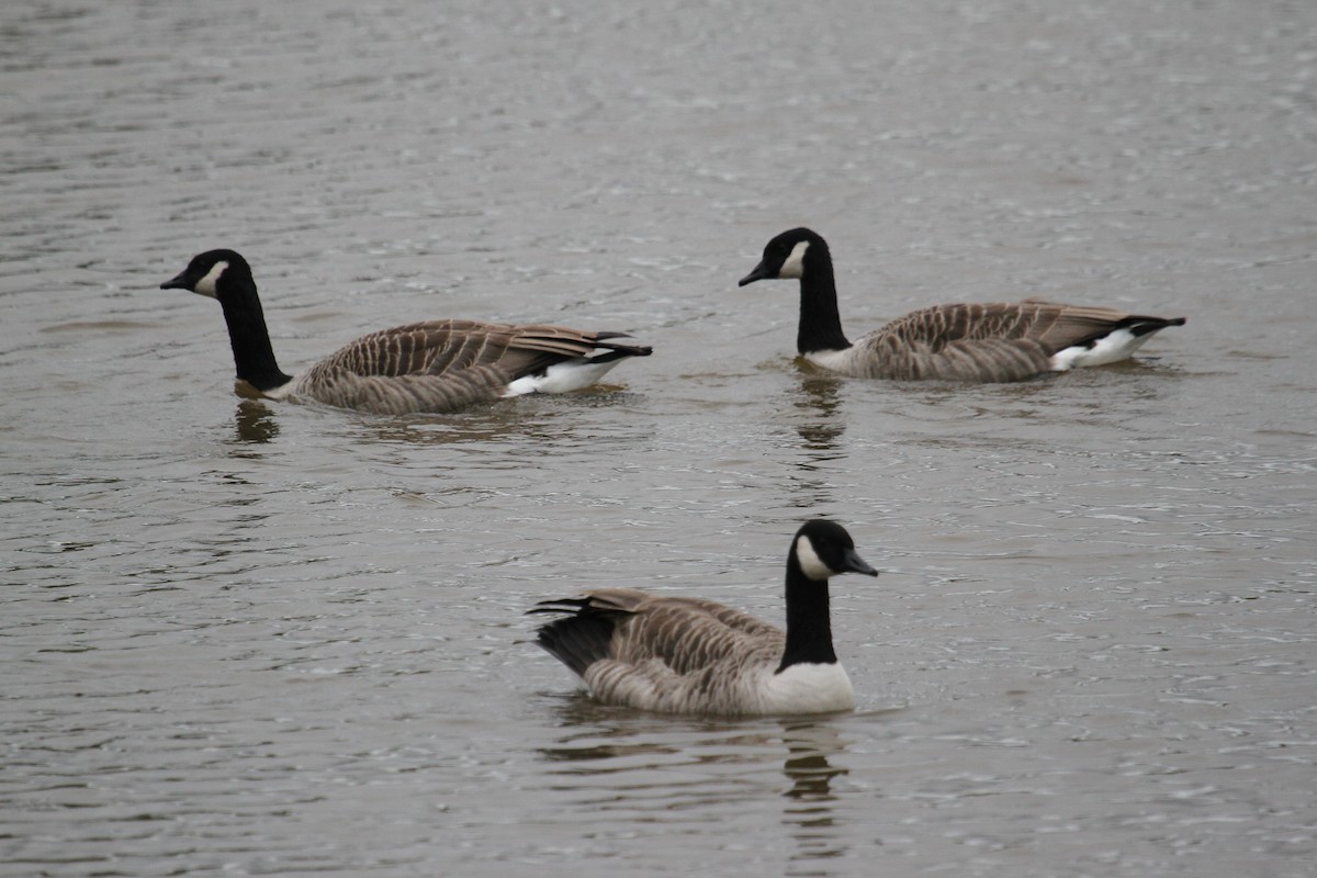 カナダガン - ML646756593