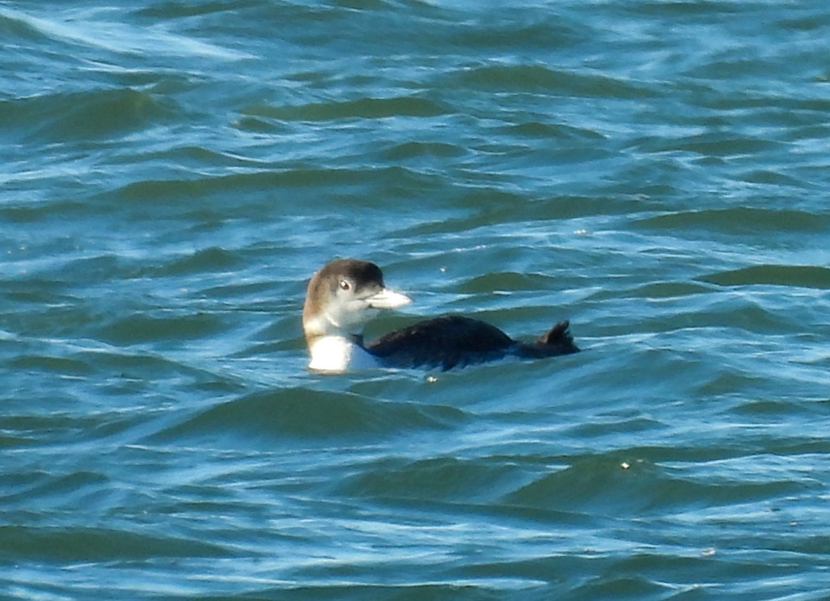 Aliota handia - ML646756596