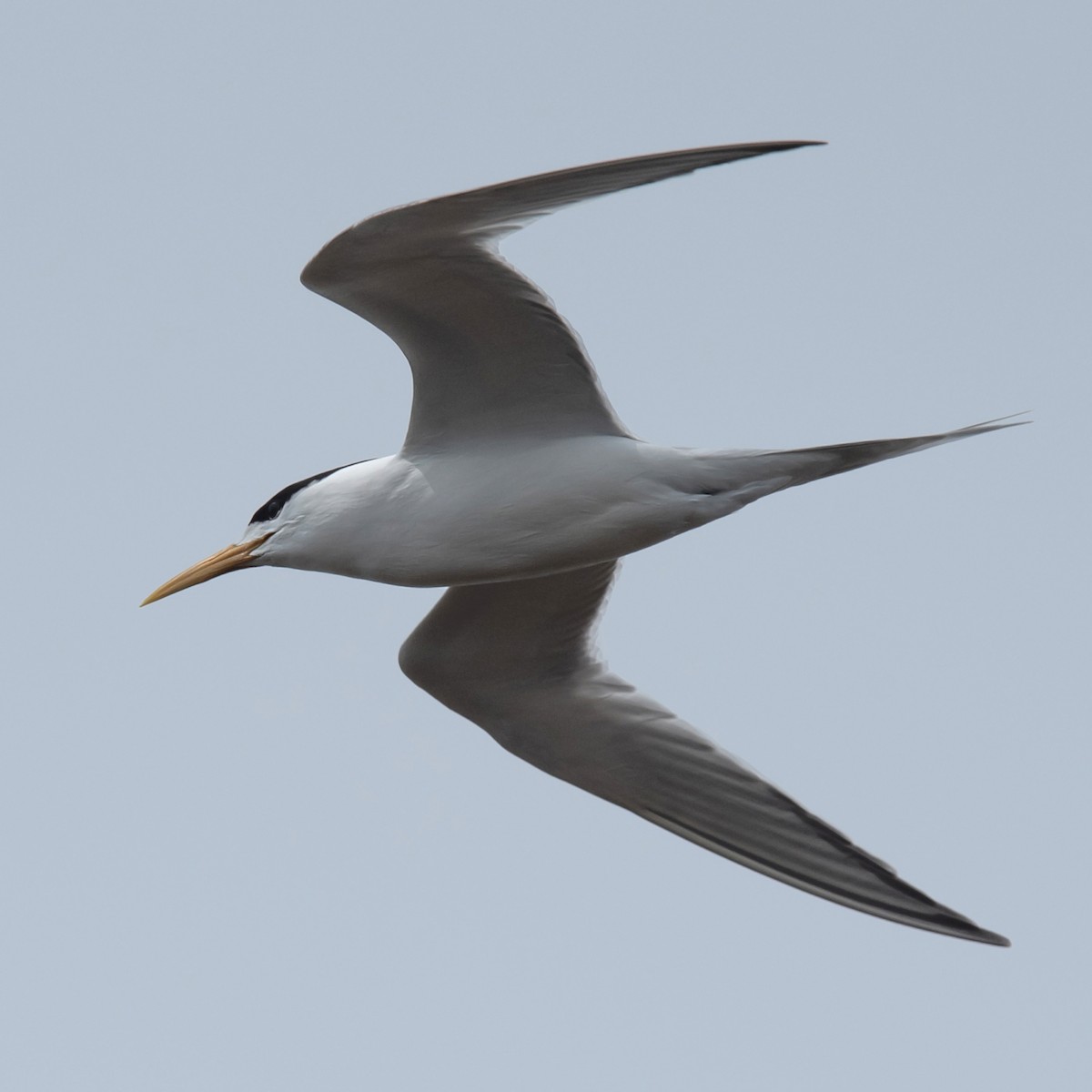 Charrán Piquigualdo - ML646756601