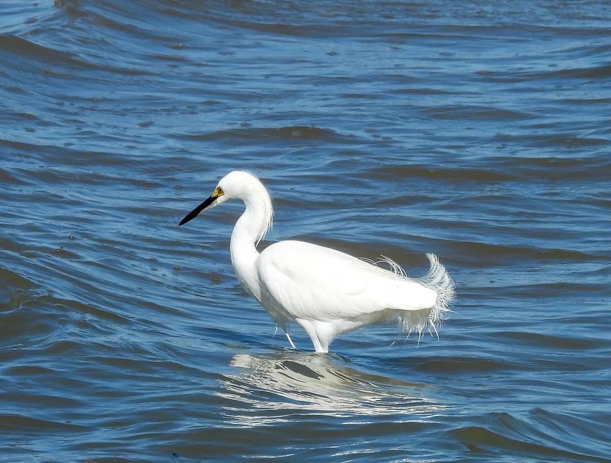 Snowy Egret - ML646756603