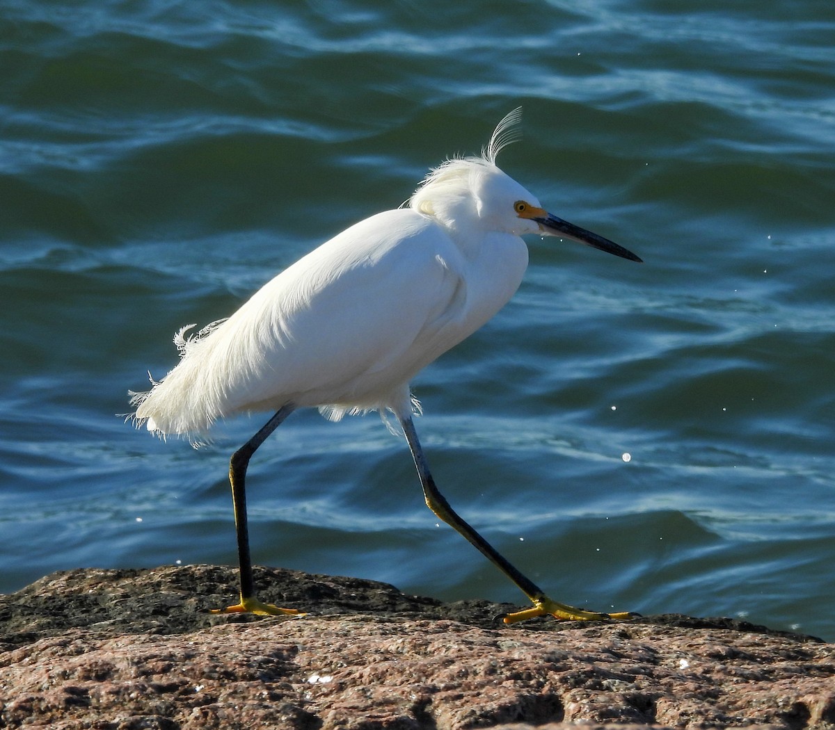 Snowy Egret - ML646756604
