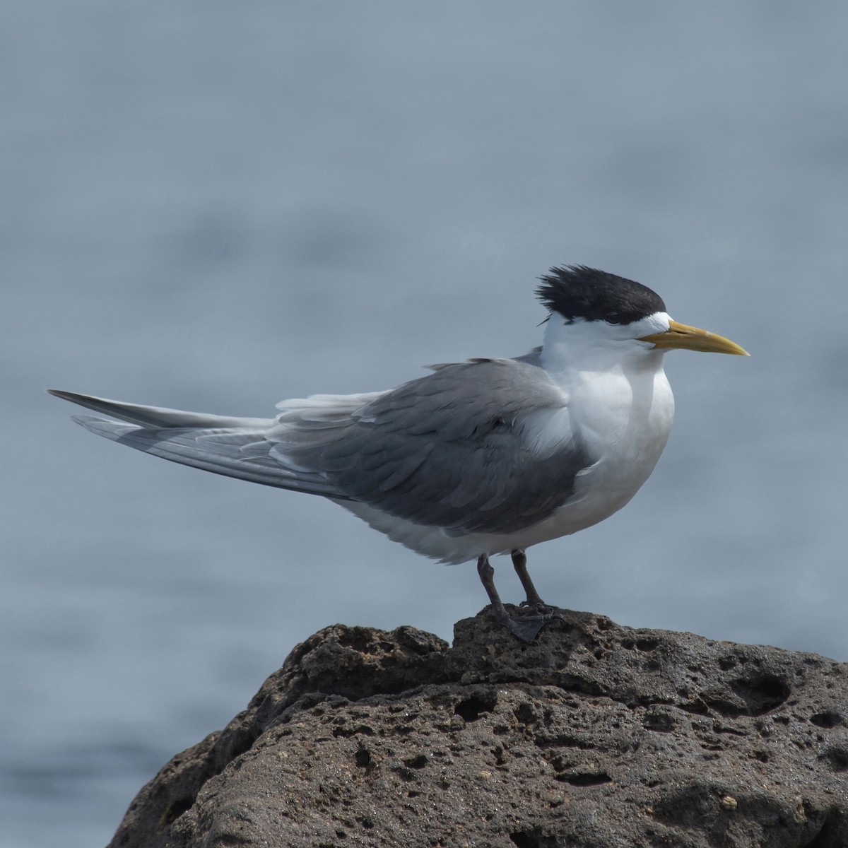 Charrán Piquigualdo - ML646756605