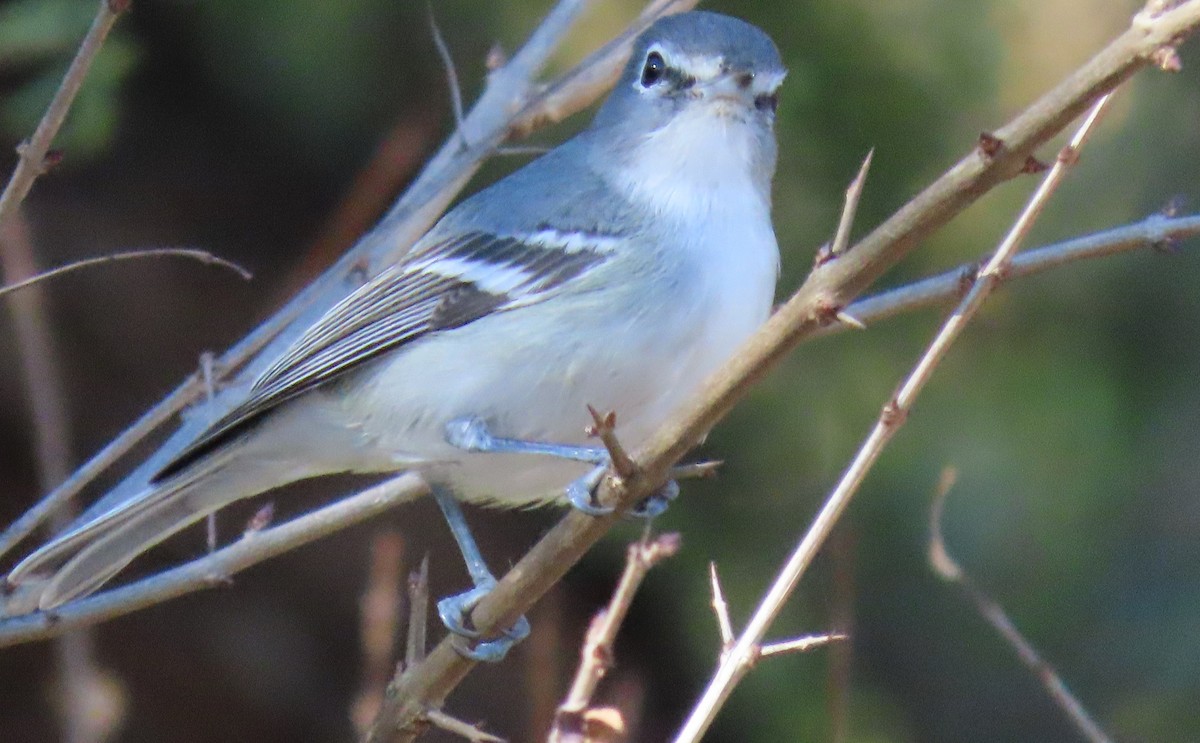 Plumbeous Vireo - ML646756610