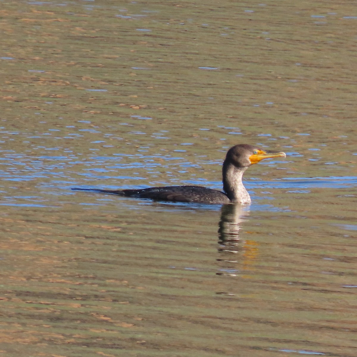 totoppskarv - ML646756611