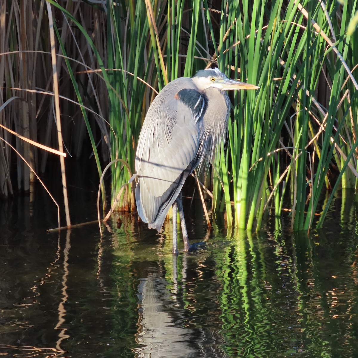 Kanadareiher - ML646756612